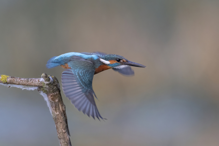 Der Eisvogel ist zum Vogel des Jahres 2026 gekürt worden. Mit seinem leuchtenden Gefieder und seiner furchtlosen Jagdtechnik ist er einer der schönsten und beliebtesten Vögel der Schweiz. Foto: Beat Rüegger Der Eisvogel ist zum Vogel des Jahres 2026 gekürt worden. Mit seinem leuchtenden Gefieder und seiner furchtlosen Jagdtechnik ist er einer der schönsten und beliebtesten Vögel der Schweiz. Foto: Beat Rüegger