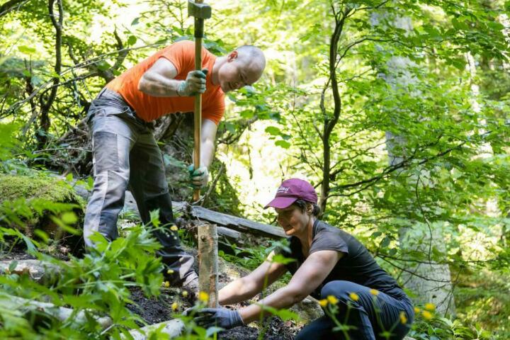 Auch für das Jahr 2022 sucht das Bergwaldprojekt wieder freiwillige Helferinnen und Helfer, um die Bergwälder und die Kulturlandschaft im Berggebiet zu erhalten und die lokalen Forstdienste dabei unterstützen, Arbeiten zu erledigen, die sonst liegen bleiben würden. Fotos: Bergwaldprojekt