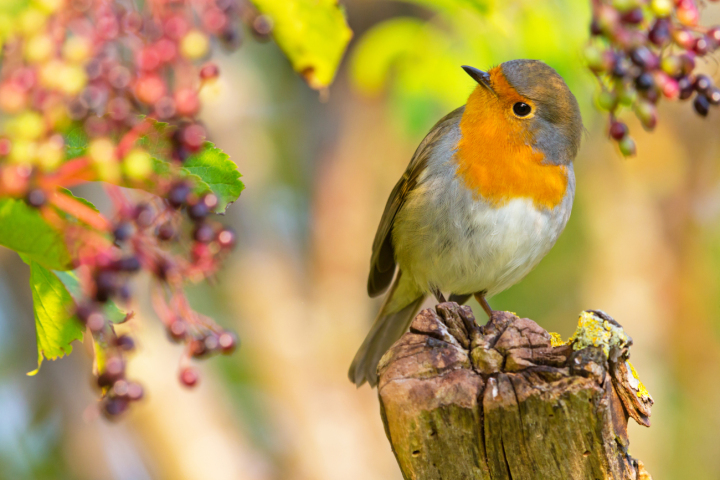 Rotkehlchen sind auf Insekten und andere Kleintiere angewiesen. Im Herbst fressen sie auch gerne Beeren von einheimischen Sträuchern. Foto: Mathias Schäf