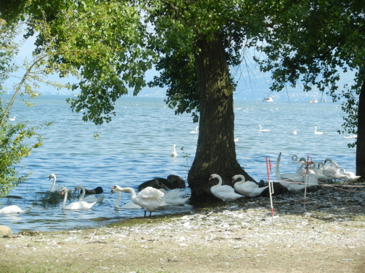 Dutzende Schwäne tummeln sich aktuell ungestört in der Salmsacher Bucht. Foto: Andreas von Bergen