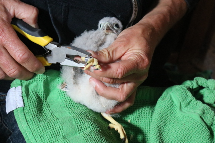 Ein Ring mit sechsstelliger Zahl wird am Beinchen angebracht. Fotos: Markus Bösch