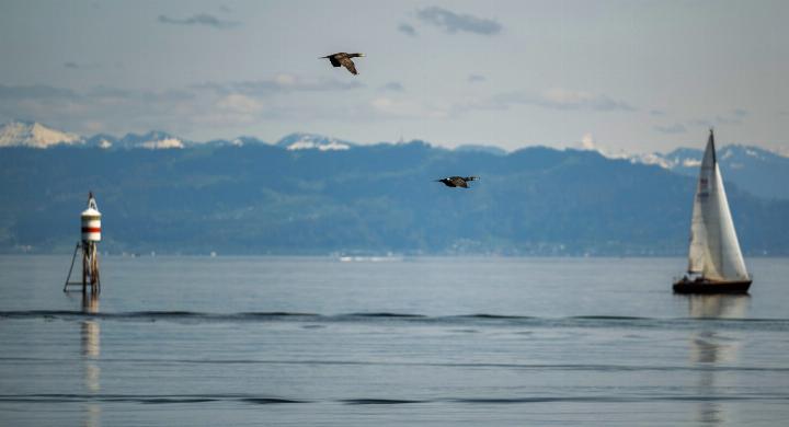 Der angestrebte Seewasser-Wärmeverbund Romanshorn kommt nicht zum Fliegen, weil die Technologie in der Hafenstadt derzeit noch nicht wirtschaftlich genutzt werden kann. Foto: Reto Martin Der angestrebte Seewasser-Wärmeverbund Romanshorn kommt nicht zum Fliegen, weil die Technologie in der Hafenstadt derzeit noch nicht wirtschaftlich genutzt werden kann. Foto: Reto Martin