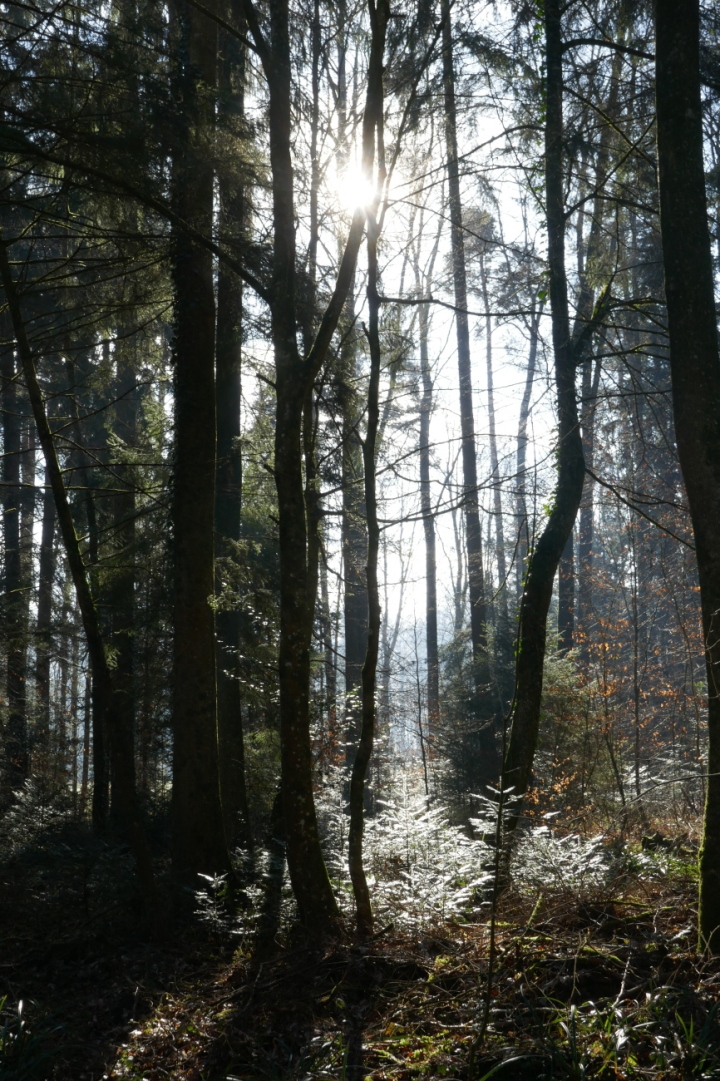 Die Walddauerbeobachtung auf den Flächen im Kanton Thurgau werden fortgesetzt. Beobachtet werden die Baumarten Fichte, Buche und Eiche. Foto Romanshorner Wald, Archiv Ursi Marthy 