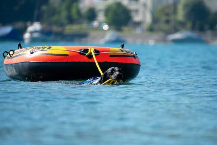 Die Schweizer Meisterschaft der Wasserarbeitshunde findet am 28. September in Arbon statt. Fotos: Hundesport Arbon und Umgebung