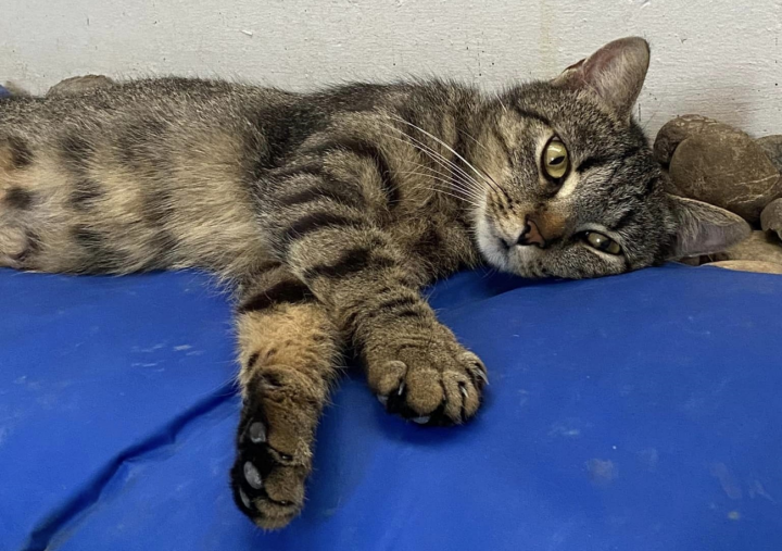 Hexli (ca. 1- bis 2-jährig) wünscht sich ein neues Zuhause. Informationen unter www.katzenfreunde-oberthurgau.ch.