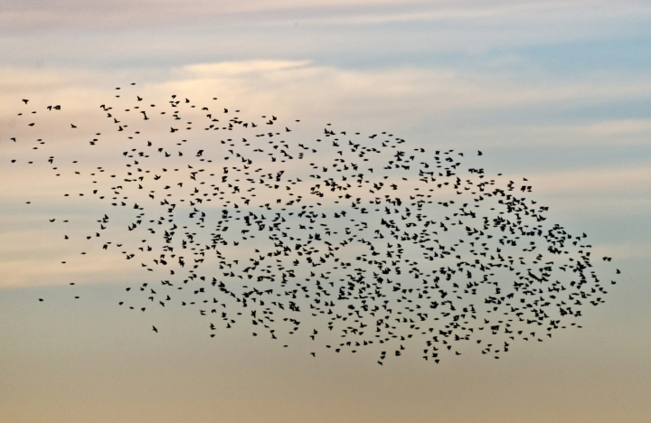 Stare können am EuroBirdwatch in beeindruckenden Schwärmen auf ihrem Zug in den Süden beobachtet werden. Foto: Michael Gerber