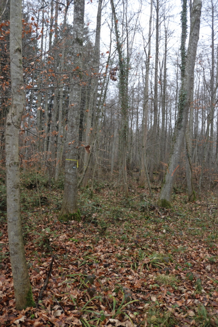 Friedwald in der Nähe des Parkplatz Spitz: Die letzte Ruhe im Wald finden. Fotos: Markus Bösch Friedwald in der Nähe des Parkplatz Spitz: Die letzte Ruhe im Wald finden. Fotos: Markus Bösch