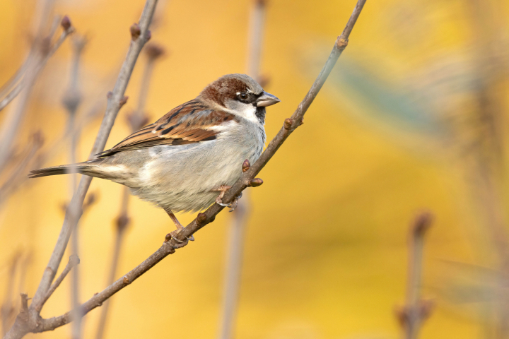 Wurde an der Stunde der Wintervögel am häufigten gezählt: der Haussperling. Foto: Chris Venetz