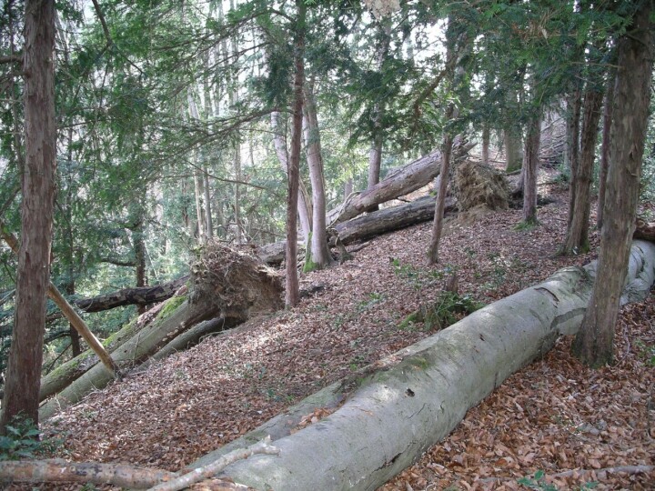 Eibenreicher Wald mit liegendem Totholz aus Buchen im Waldreservat Wellenberg. Foto: zVg. Forstamt Kanton Thurgau