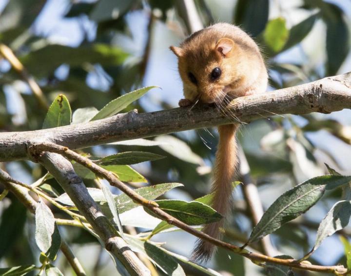Haselmaus mit dem für die Art typischen buschigen Schwanz.  © creuxdeterre.ch