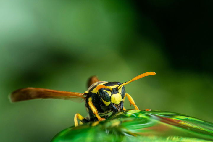 Die Feuerwehr Romanshorn macht bei Einsätzen im Zusammenhang mit Insekten eine Sommerpause. Bild: Skyler Ewing