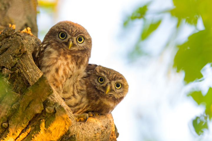 Die Bestandserholung seit der Jahrtausendwende ist ein grosser Erfolg von BirdLife Schweiz und seinen Partnern. Aber sie ist auch Auftrag mit einer Ökologischen Infrastruktur und zeitgemässen Agrarpolitik ein langfristiges Überleben des Steinkauzes zu sichern. Foto: Mathias Schäf