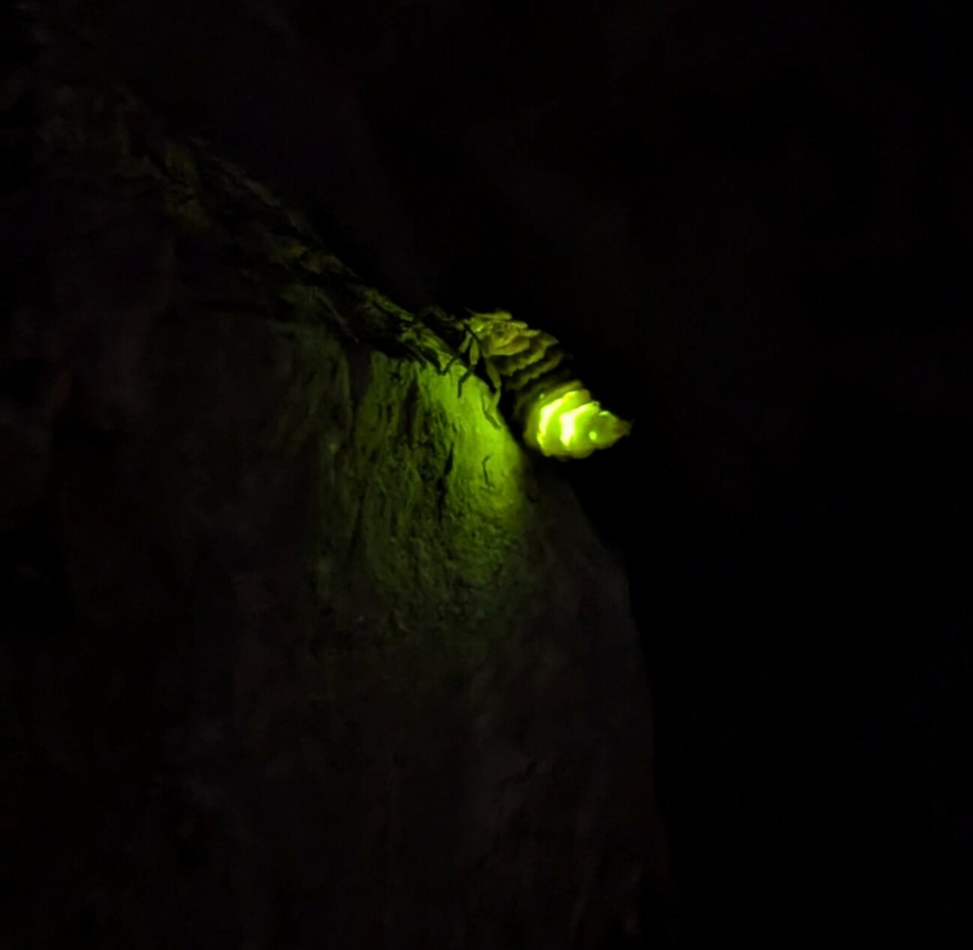 Aktion «Lebendige Nacht» - Das Bild wird blockiert. – Möglicherweise durch einen aktiven Adblocker.