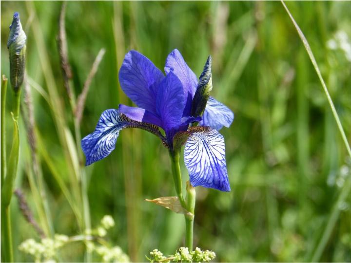 Irisblüte im Eriskicher Ried, immer wieder faszinierend. Foto: zVg. Verein Naturschutz Region Romanshorn Irisblüte im Eriskicher Ried, immer wieder faszinierend. Foto: zVg. Verein Naturschutz Region Romanshorn