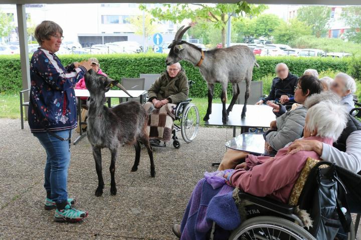 «Möckli» und «Amiro» mit Besitzerin Mirjam Giger (links) zu Gast im Regionalen Pflegeheim in Romanshorn. Fotos: Markus Bösch «Möckli» und «Amiro» mit Besitzerin Mirjam Giger (links) zu Gast im Regionalen Pflegeheim in Romanshorn. Fotos: Markus Bösch
