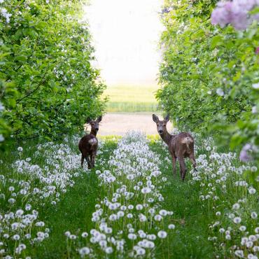 Blueten-Blaetter-Pusteblumen  - Leserfoto: Andreas Klein /  23 / 2026