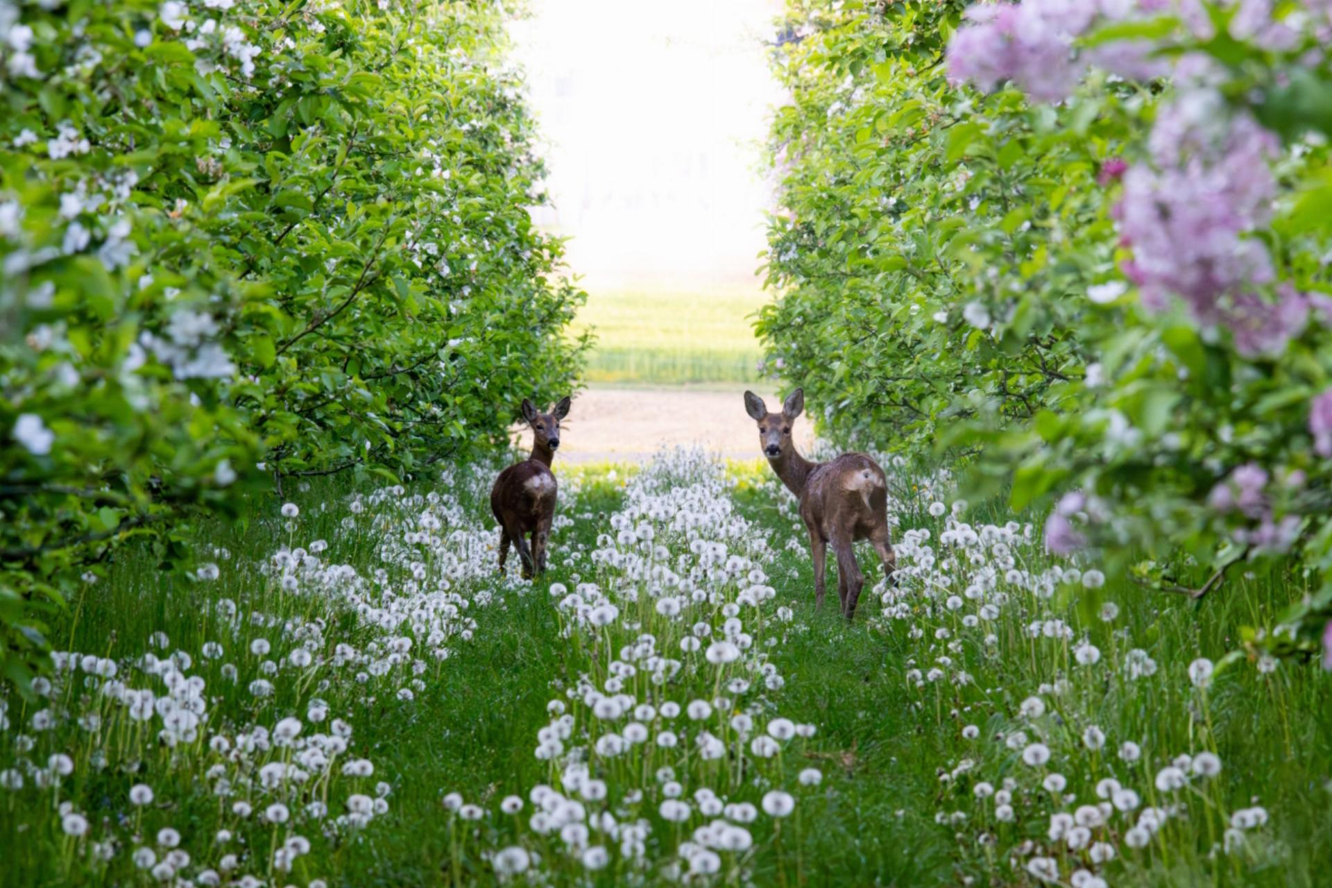 Blueten-Blaetter-Pusteblumen 
