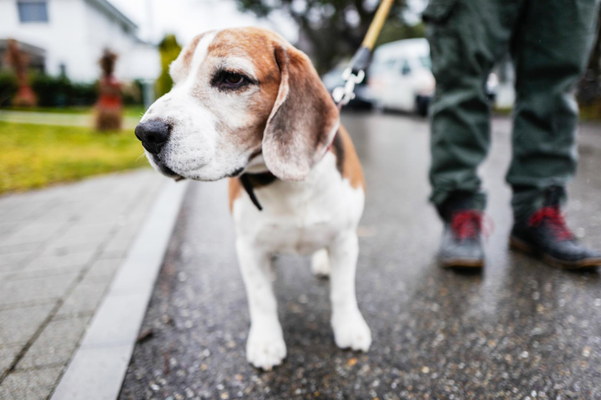 Hundekot: Romanshorn verstärkt Kontrollen - Das Bild wird blockiert. – Möglicherweise durch einen aktiven Adblocker.