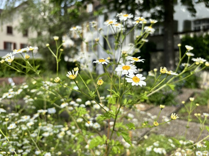 Das Mutterkraut (Tanacetum parthenium), fotografiert im Museumsgarten, hilft bei Erkrankungen des Nervensystems und der Psyche. Foto: zVg. Naturmuseum Thurgau Das Mutterkraut (Tanacetum parthenium), fotografiert im Museumsgarten, hilft bei Erkrankungen des Nervensystems und der Psyche. Foto: zVg. Naturmuseum Thurgau