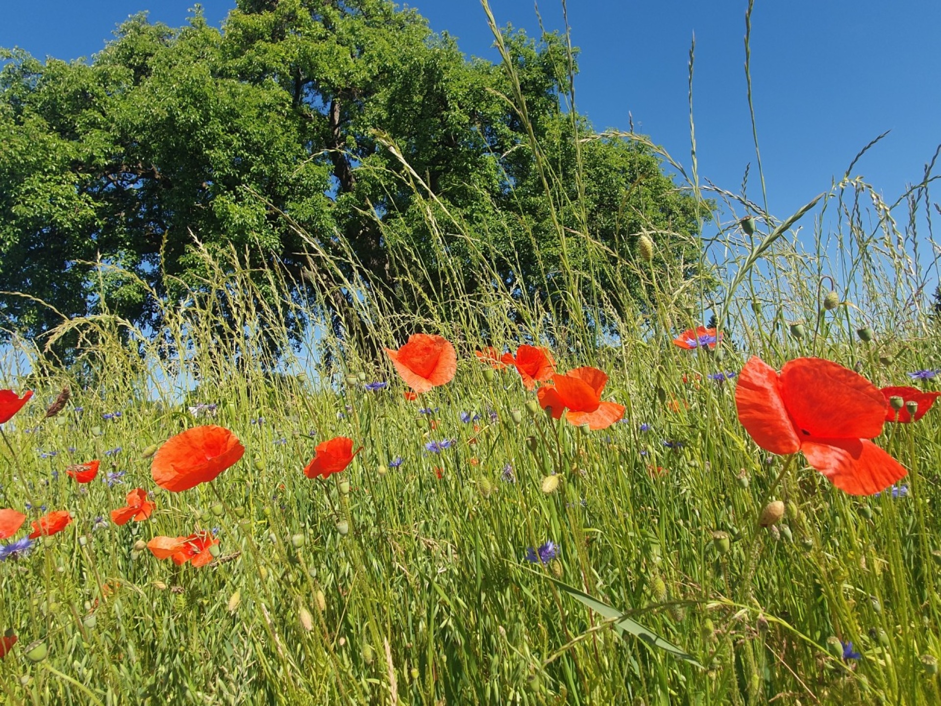 Feldblumen