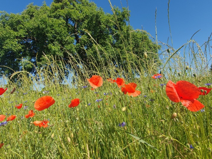 Leserinnenfoto: Feldblumen