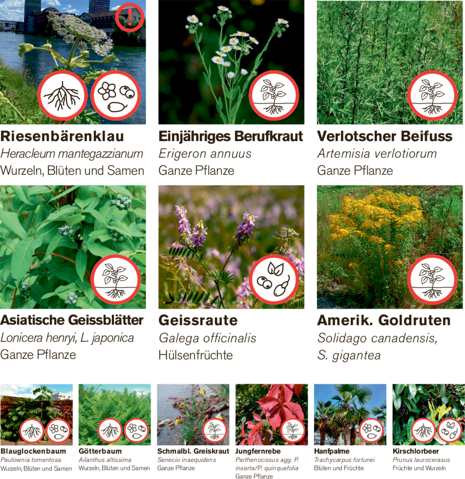 Exotische Problempflanzen kostenlos entsorgen - Das Bild wird blockiert. – Möglicherweise durch einen aktiven Adblocker.
