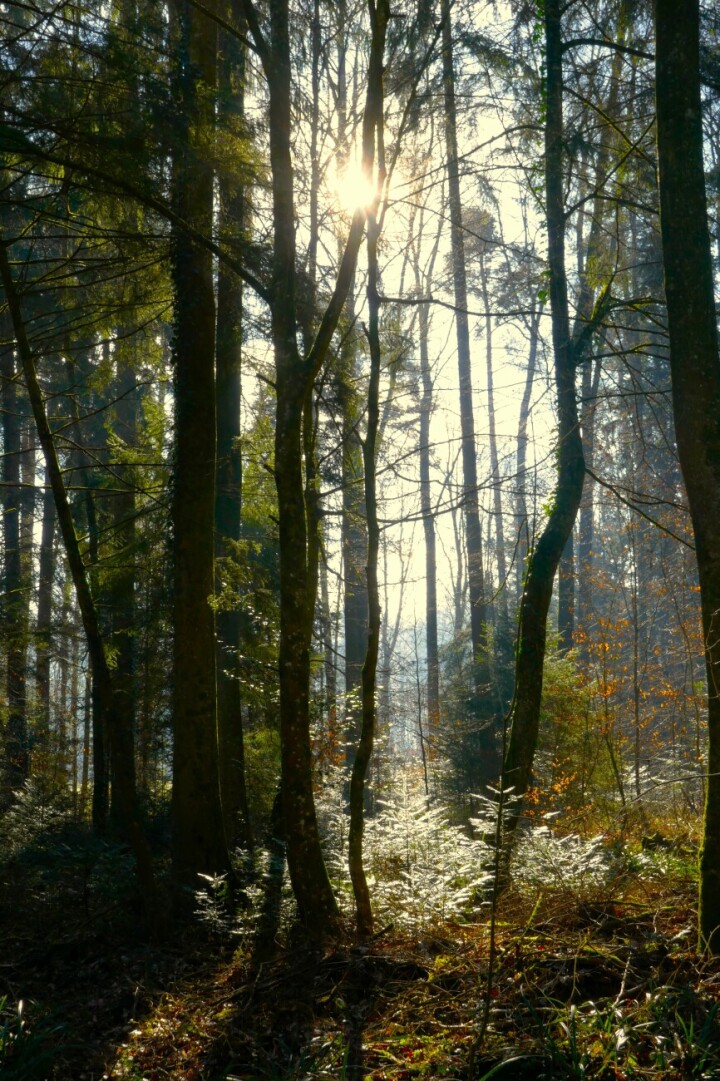 Verein Naturschutz Region Romanshorn lädt zur Morgenexkursion im Wald. Foto: Archiv Ursi Marthy