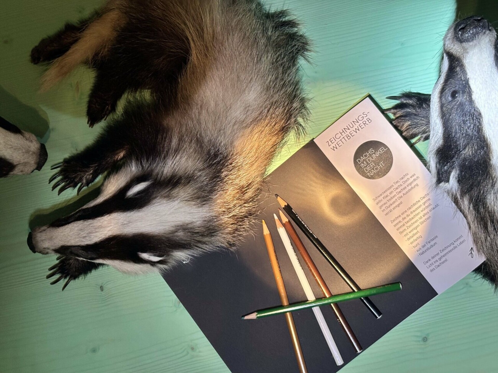 Sommerferien-Zeichnungswettbewerb im Naturmuseum Thurgau