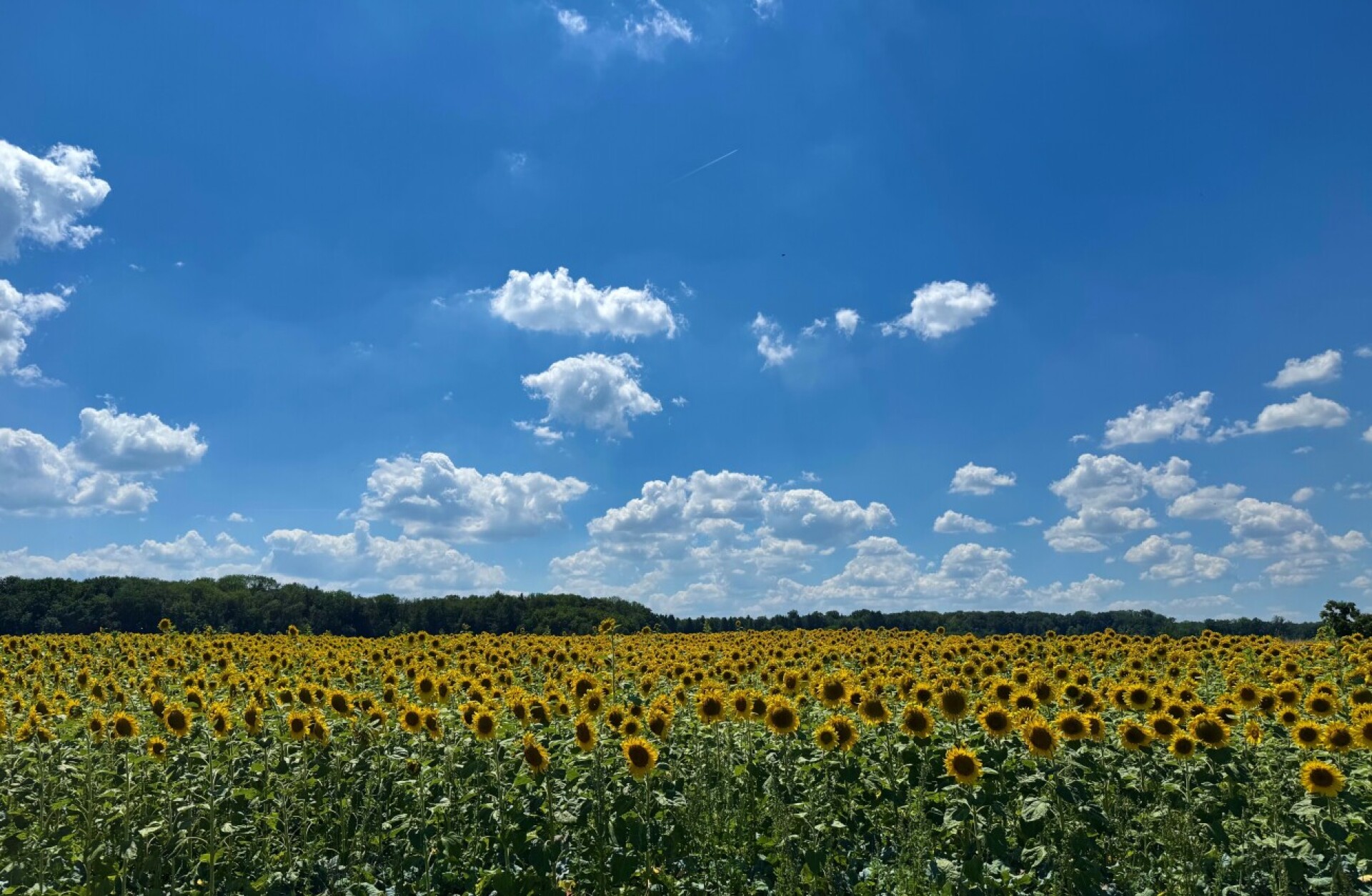 «Nach em Räge schint d‘Sunne. Und zwar vielfach!»  - Das Bild wird blockiert. – Möglicherweise durch einen aktiven Adblocker.