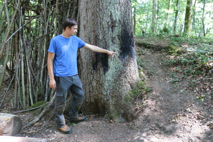  Verletzungen durch Beil und Feuer: Förster Benjamin Suter zeigt auf einem Rundgang im Romanshorner Wald die Spuren von Vandalismus und Zerstörung. Fotos: Markus Bösch
