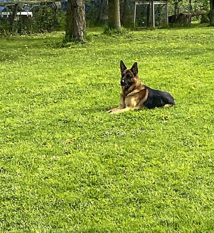 Hund Sero. Foto: zvg.