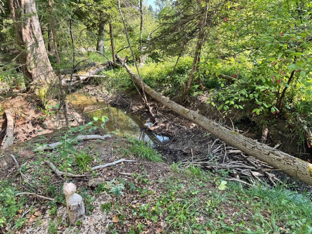 Obwohl es seit vier Monaten kaum Niederschlag gab, gibt es im Gampen auch heute noch Stellen, wo das Wasser steht. Bei der Wiedervernässung des ehemaligen Feuchtgebiets wird der Kanton durch den Biber unterstützt. Davon zeugt der Biberdamm rechts. Obwohl es seit vier Monaten kaum Niederschlag gab, gibt es im Gampen auch heute noch Stellen, wo das Wasser steht. Bei der Wiedervernässung des ehemaligen Feuchtgebiets wird der Kanton durch den Biber unterstützt. Davon zeugt der Biberdamm rechts.