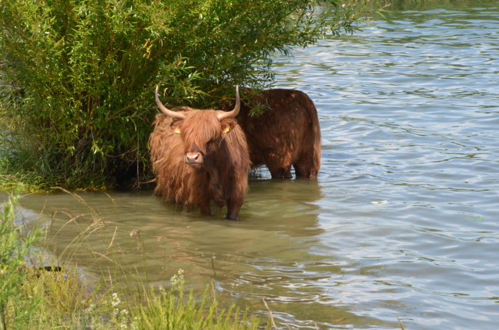 Führung am 8. August: Gelegenheit, hinter die Sträucher des Naturschutzgebietes an der Aachmündung zu blicken. Fotos: © NRRO Führung am 8. August: Gelegenheit, hinter die Sträucher des Naturschutzgebietes an der Aachmündung zu blicken. Fotos: © NRRO