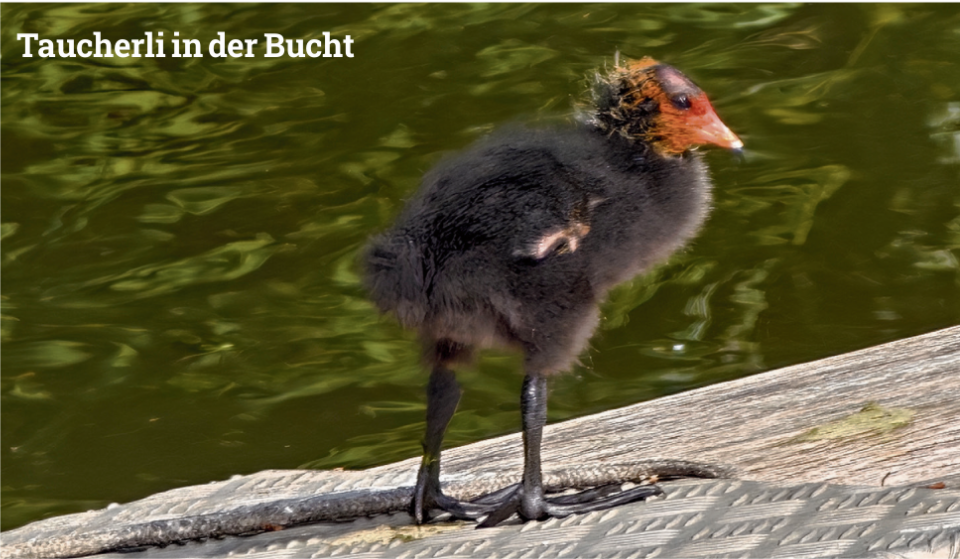 Taucherli in der Bucht - Das Bild wird blockiert. – Möglicherweise durch einen aktiven Adblocker.