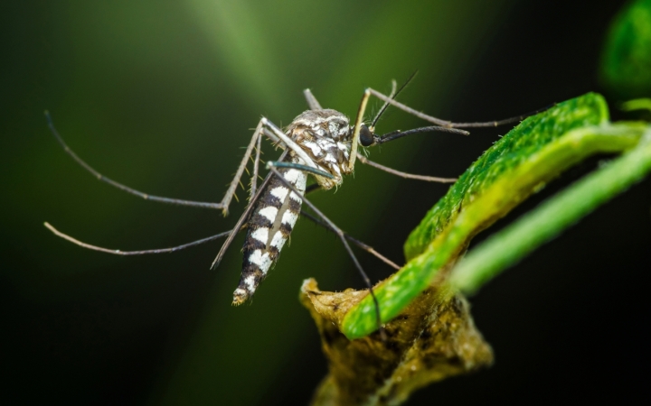 Ein zentrales Element der Umsetzung ist der gezielte Fokus auf besonders schädliche Arten wie die Asiatische Tigermücke. Bild Shutterstock Ein zentrales Element der Umsetzung ist der gezielte Fokus auf besonders schädliche Arten wie die Asiatische Tigermücke. Bild Shutterstock