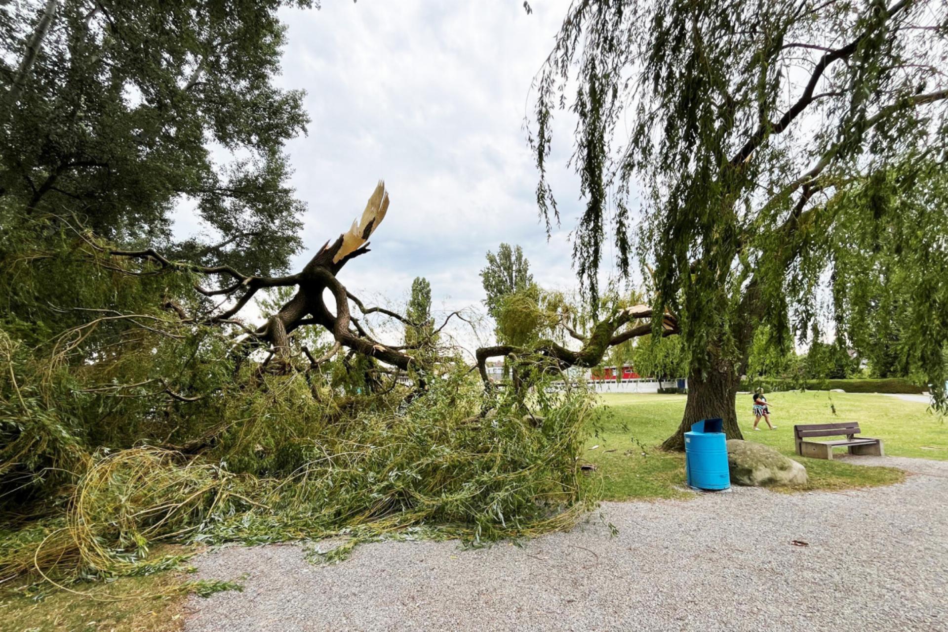 Vorsicht vor Astbrüchen bei grosser Hitze