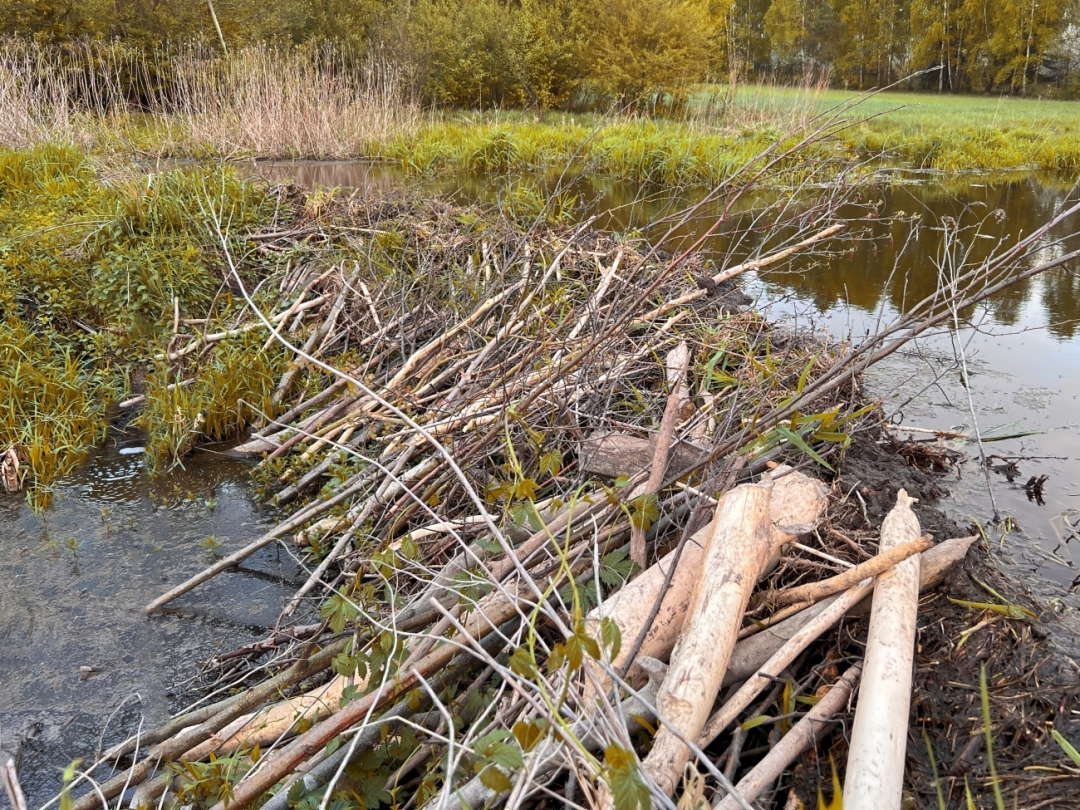 Eine Biberburg und die damit verbundenen Dämme schaffen lebendige Feuchtgebiete, die als Artenschutz-Hotspots unzähligen Amphibien, Insekten, Vögeln und Pflanzen neuen Lebensraum und Nahrung bieten. Eine Biberburg und die damit verbundenen Dämme schaffen lebendige Feuchtgebiete, die als Artenschutz-Hotspots unzähligen Amphibien, Insekten, Vögeln und Pflanzen neuen Lebensraum und Nahrung bieten.