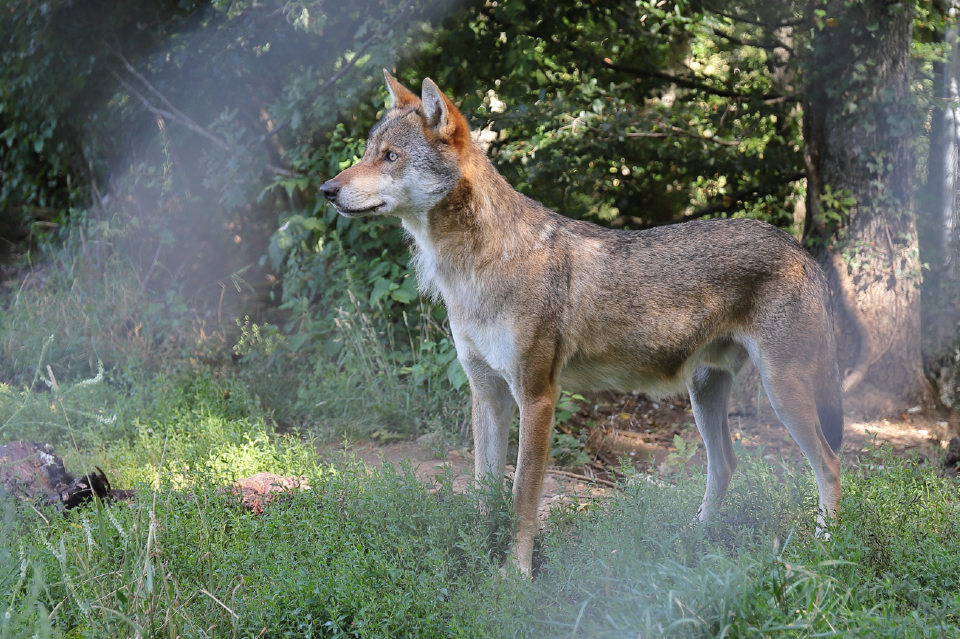 Revision des Bundesgesetzes über die Jagd und den Schutz wildlebender Säugetiere und Vögel - Das Bild wird blockiert. – Möglicherweise durch einen aktiven Adblocker.