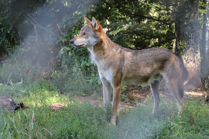 Im Thurgau leben derzeit keine Wolfsrudel. Shutterstock,