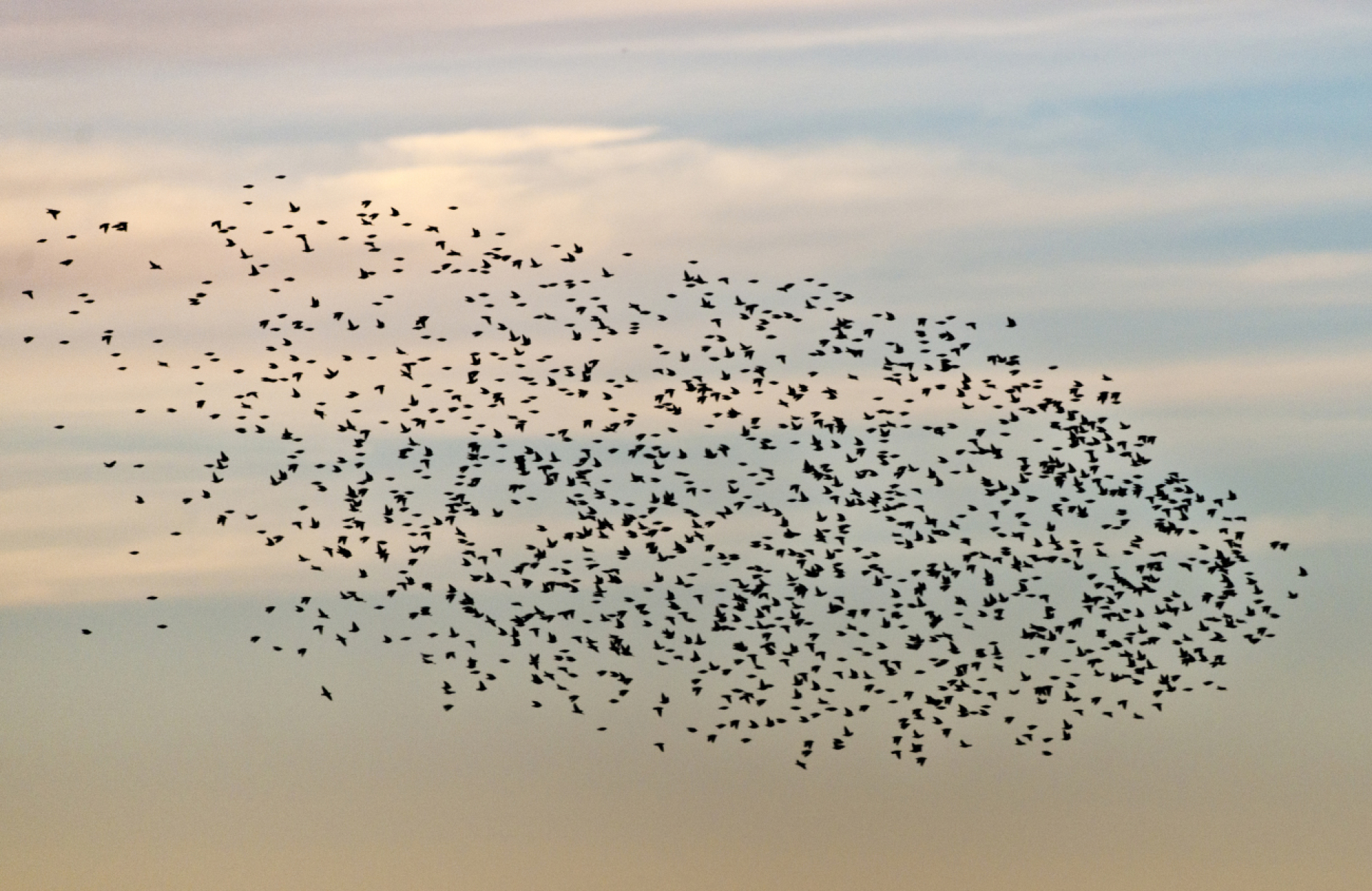 EuroBirdwatch: Gemeinsam in den Himmel schauen - Das Bild wird blockiert. – Möglicherweise durch einen aktiven Adblocker.