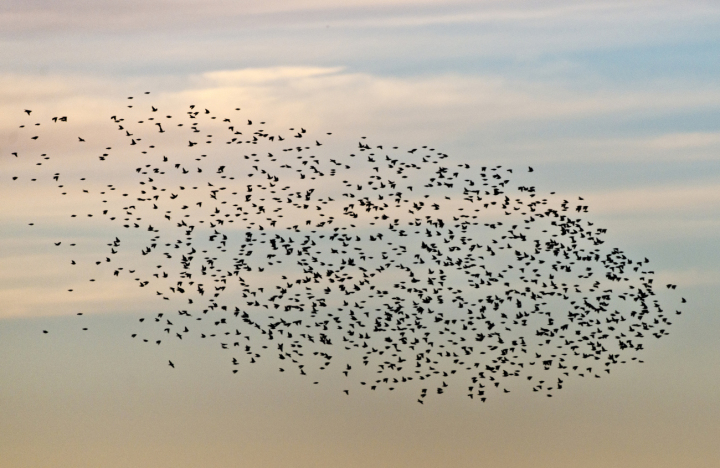 EuroBirdwatch: Stare ©Michael Gerber