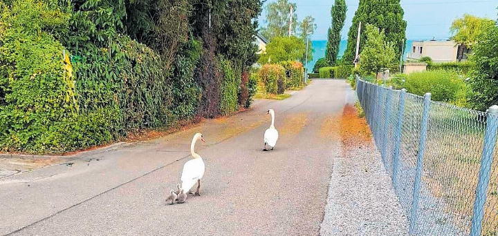 Schwanenmarsch – die ganze Familie unterwegs – in Uttwil gesehen