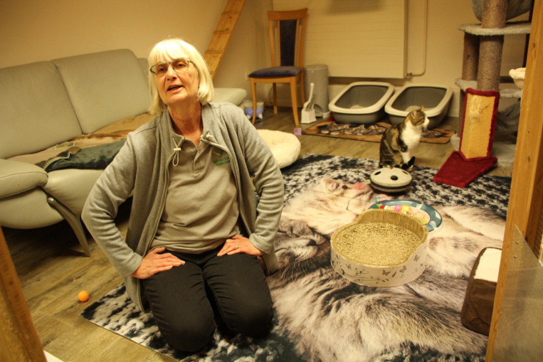 Irene Keller, Präsidentin des Tierschutzvereins Romanshorn, kennt alle Katzen beim Namen. Irene Keller, Präsidentin des Tierschutzvereins Romanshorn, kennt alle Katzen beim Namen.