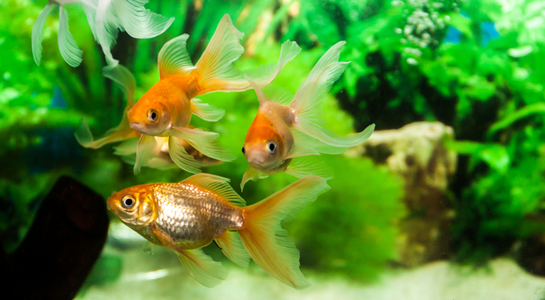 Was im Aquarium oder Gartenteich lebt, darf nicht in Gewässer gelangen